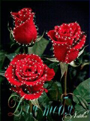 tmp Розы для тебя-257780332