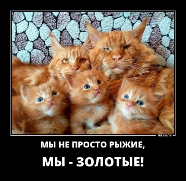 Мы не просто рыжие))