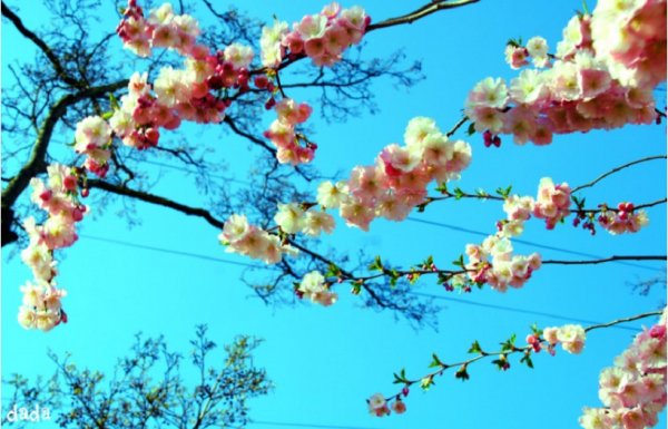 Сакура, цветение сакуры (5)