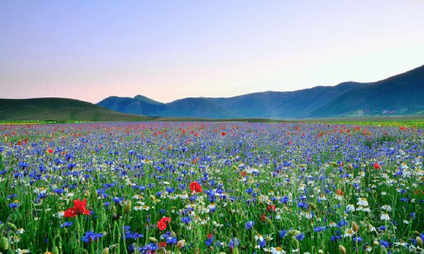 Луговые цветы