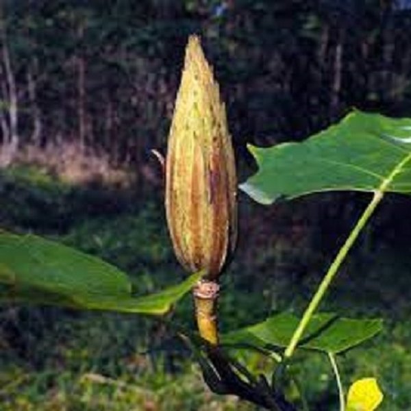 Тюльпанное дерево,плод