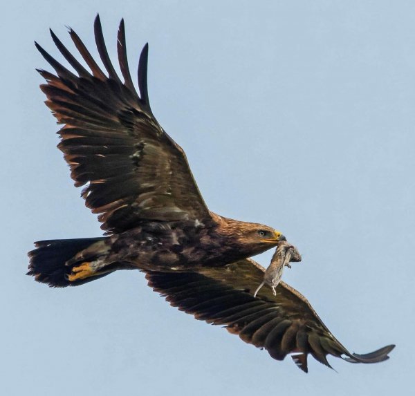 МАЛЫЙ ПОДОРЛИК