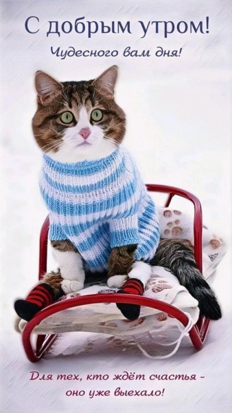 Dobroe utro s kotikami 88 967e7d69