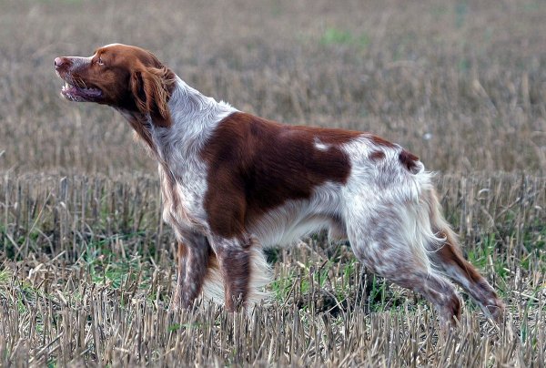 Бретонский эпаньоль