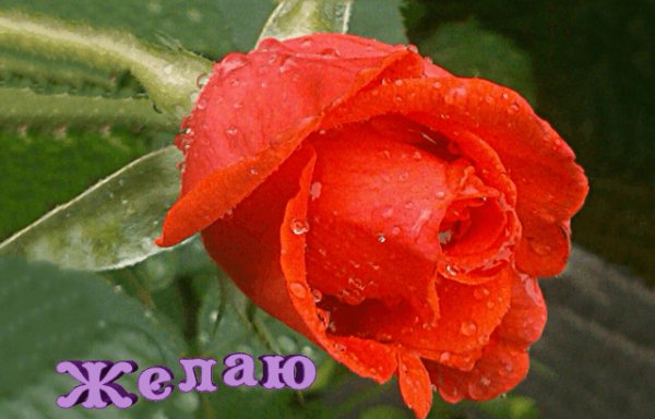 РозоваяPoзаПожелания