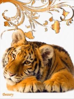 Tigr