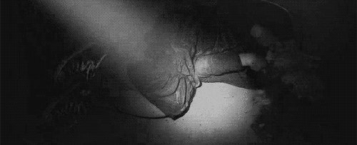 tumblr n68potPkmz1sxfqdyo1 500