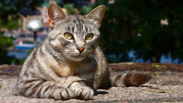 Stray-cat