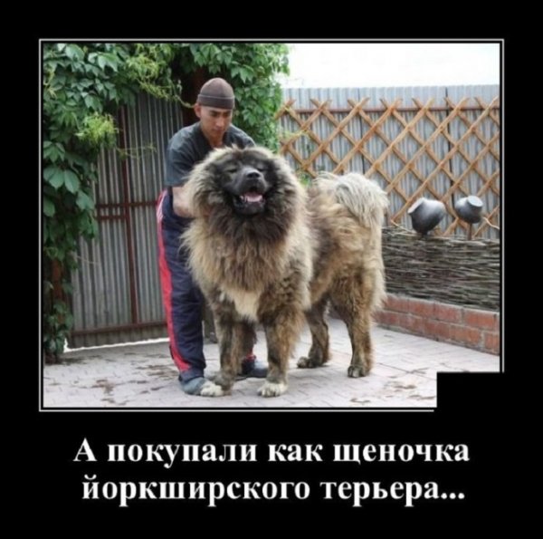 А покупали как щеночка