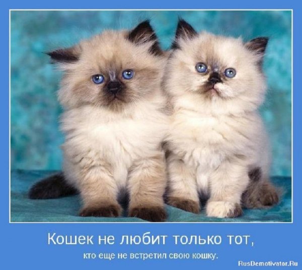 Кошек не любит только тот...