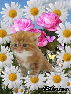 Котенок