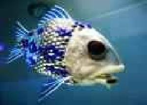 bassfishingmania