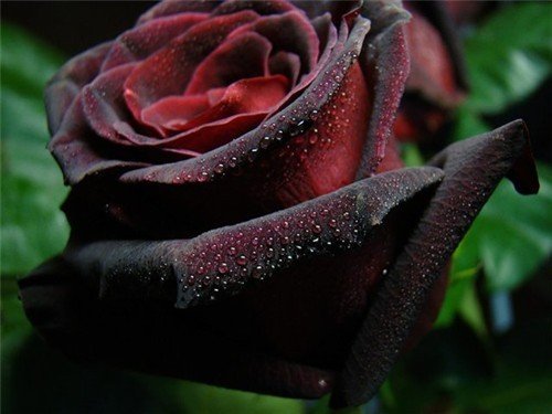 file_55366321