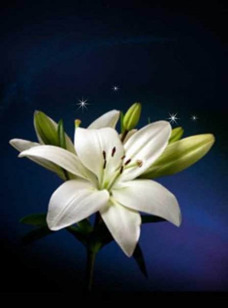 х2 liliya