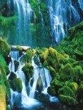 Green paradise