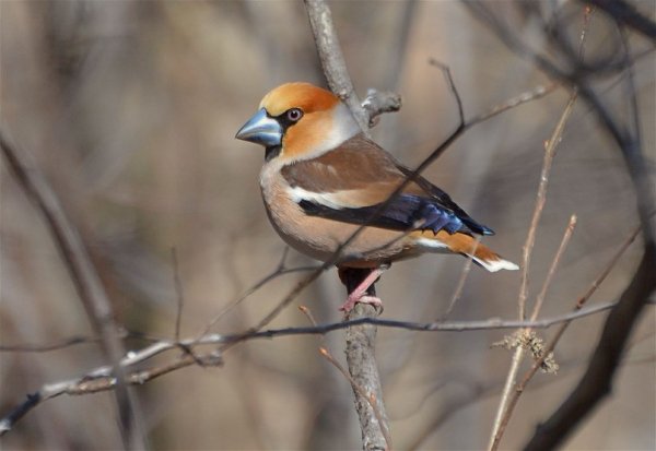 Дубонос