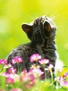 ZASTAVKA 24k.KOTJATA SMENA KAZhDYJ ChAS-