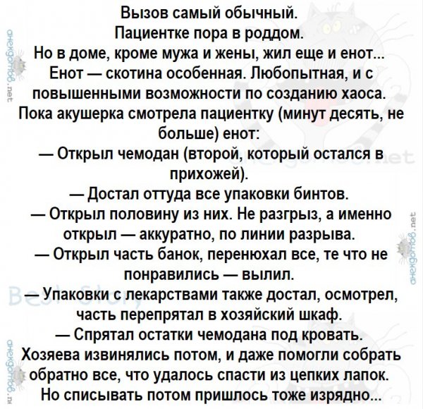 Енот-скотина особенная!)