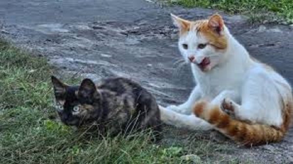 Коты