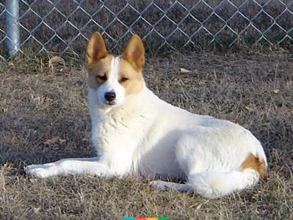 Норботтен-шпиц (3)