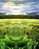 Abstrakt nokia C1-01