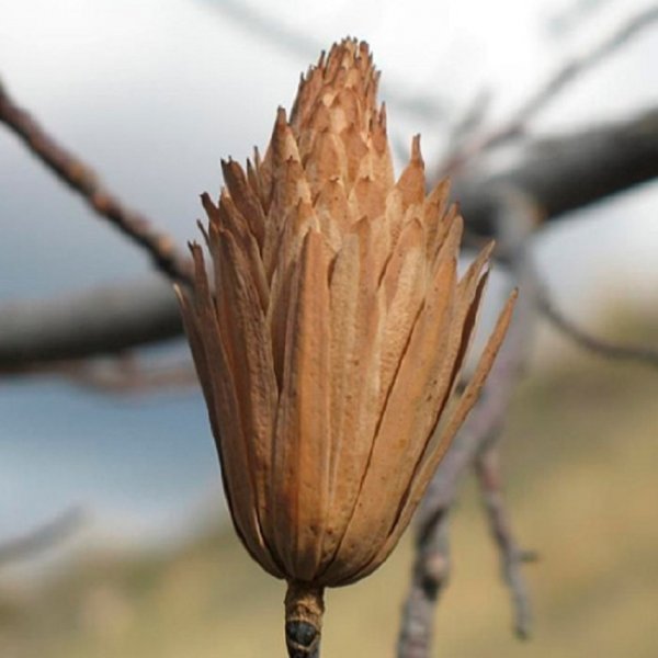 Тюльпанное дерево,плод