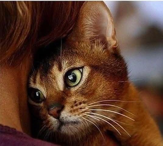 FB IMG 1775036531163