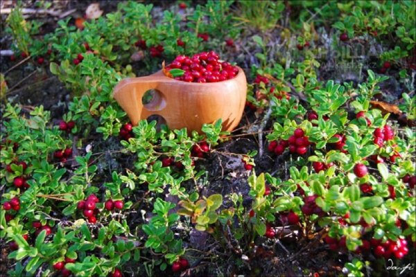 Брусника (9)