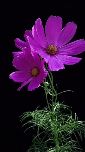 file_97040068