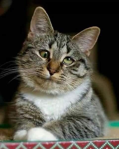 A11dbe42a980f9412d04e090f8c20538