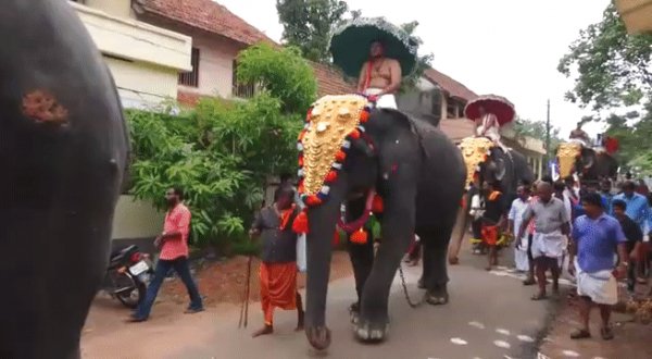 elefante 00