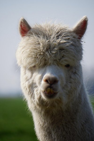 Close-up-portrait-rabbit 1048944-271309