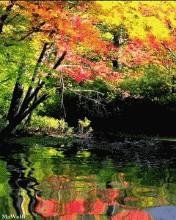 Осень АНИМАЦИЯ