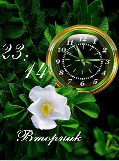 Шиповник (Тея)