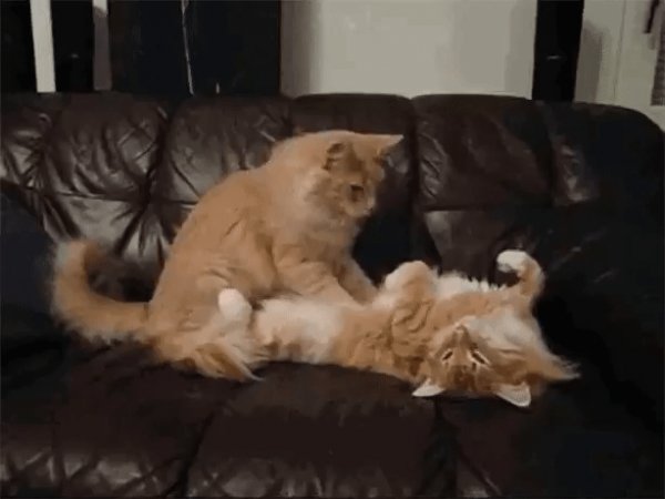 gif 1478204936