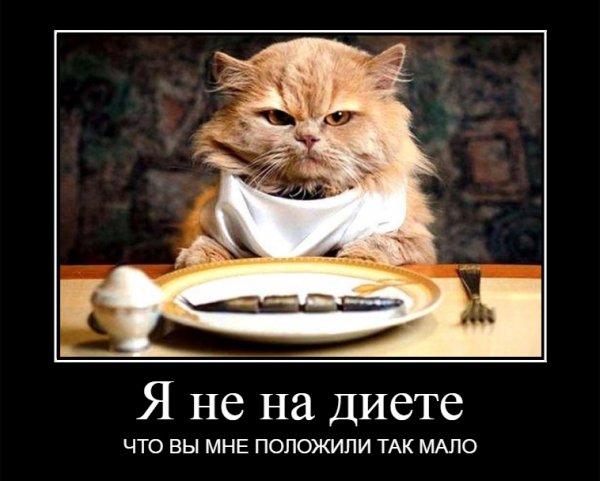 Я не на диете...