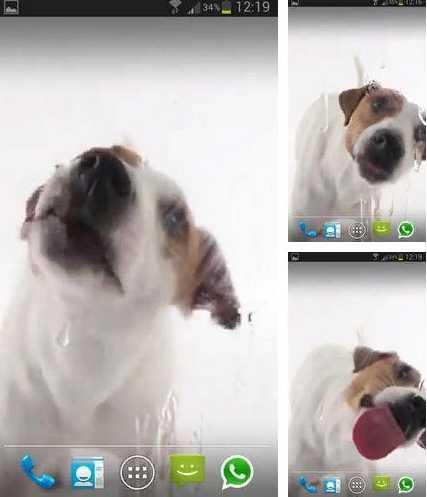 doglicksscreen-ihs-com