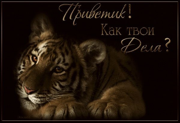 Приветик!Как твои дела?
