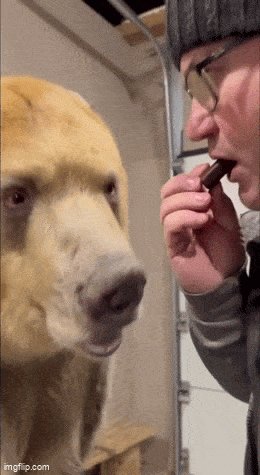 Не только котики милые..