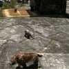 rats and other critters