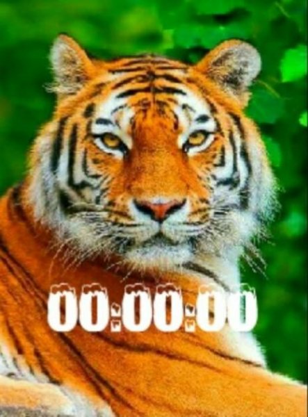 Тигр