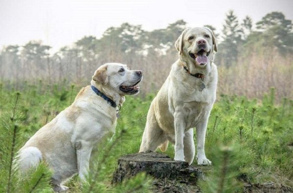 Лабрадор-ретривер (4)