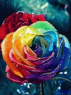 Цветная роза