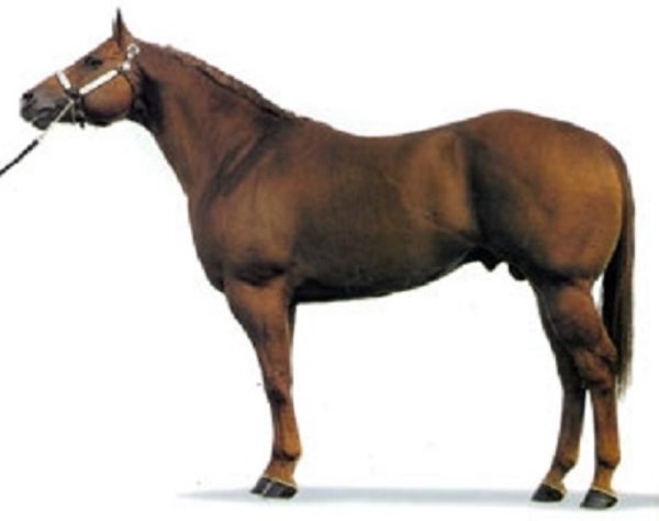 Квотерхорс (2)