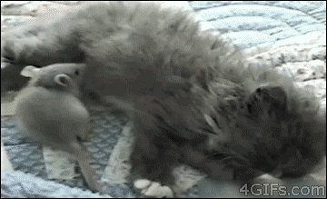 Кот крыса