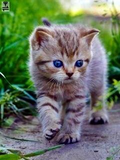 Ket милый котенок