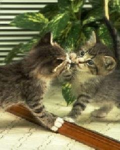 Котята