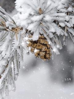 Шишечка (k13)