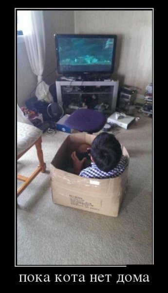 Пока кота нет дома
