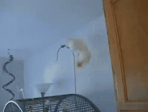 Какаду